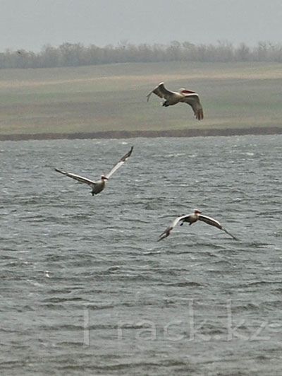 Dalmatian Pelican-Pelecanus crispus